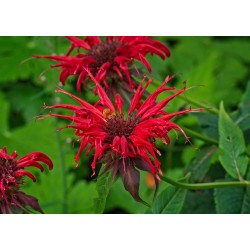 Monarde – Thé d'Oswego