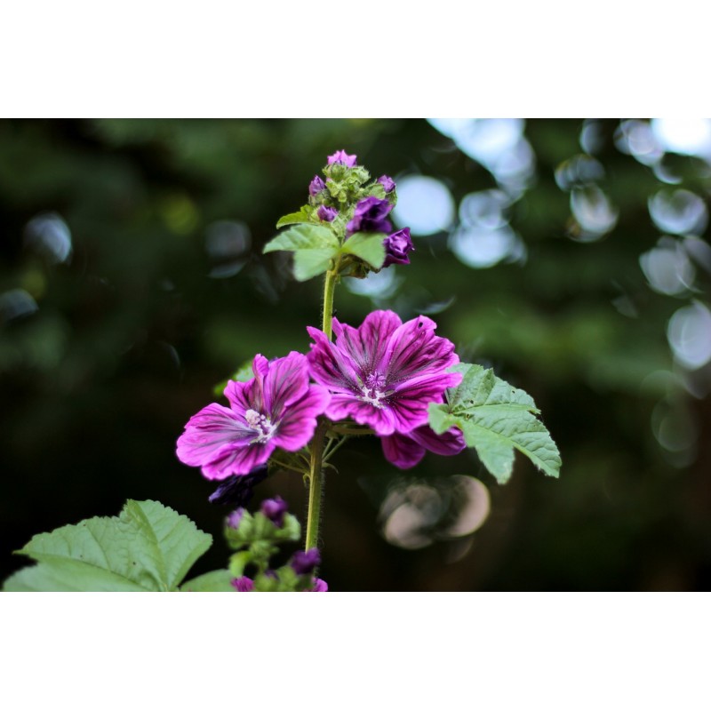 Plant de Mauve de Mauritanie - Les Bons Plants du Puech - Belcastel