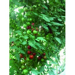 Tomate Black Cherry