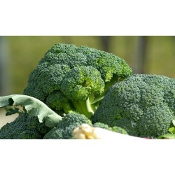 Chou Brocoli (par lot de 6)