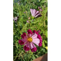 cosmos piper red -comestible-