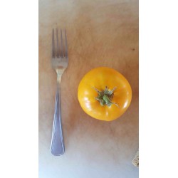 Tomate Golden Jubilée