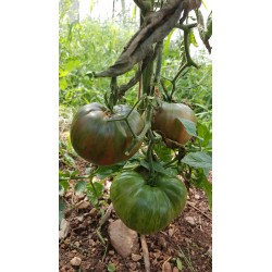 Tomate Rose Bigarée