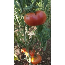 Tomate Géante d’Orembourg