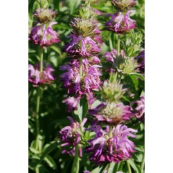 Monarde Citronnée