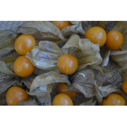 Physalis Pruinosa