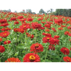 Zinnias