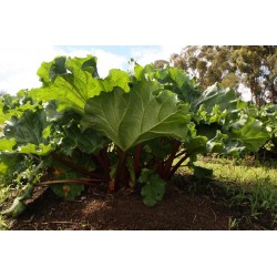 Rhubarbe