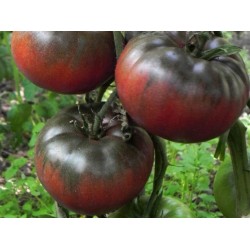 Tomate Black from Tula