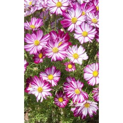 cosmos purple picotee -...