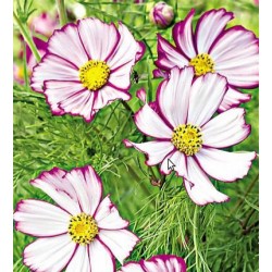 cosmos tip-top picotee -...