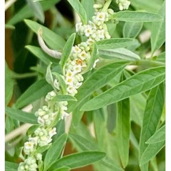 Verveine d'Argentine