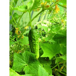 Cornichon Vert Fin de Maux