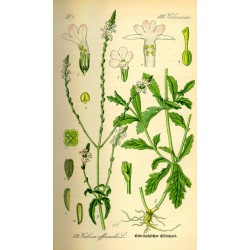 Verveine officinale