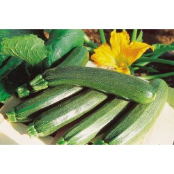 Courgette Verte de Milan