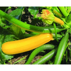 Courgette Gold Rush