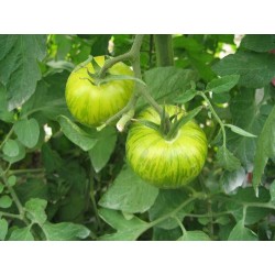 Tomate Green Zebra