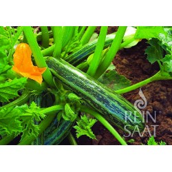 Courgette Coucourzelle