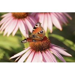 Echinacea Pourpre