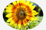 Image tournesol